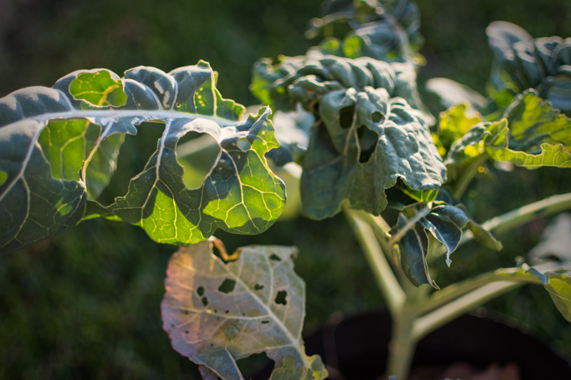 end of season vegetable leaves